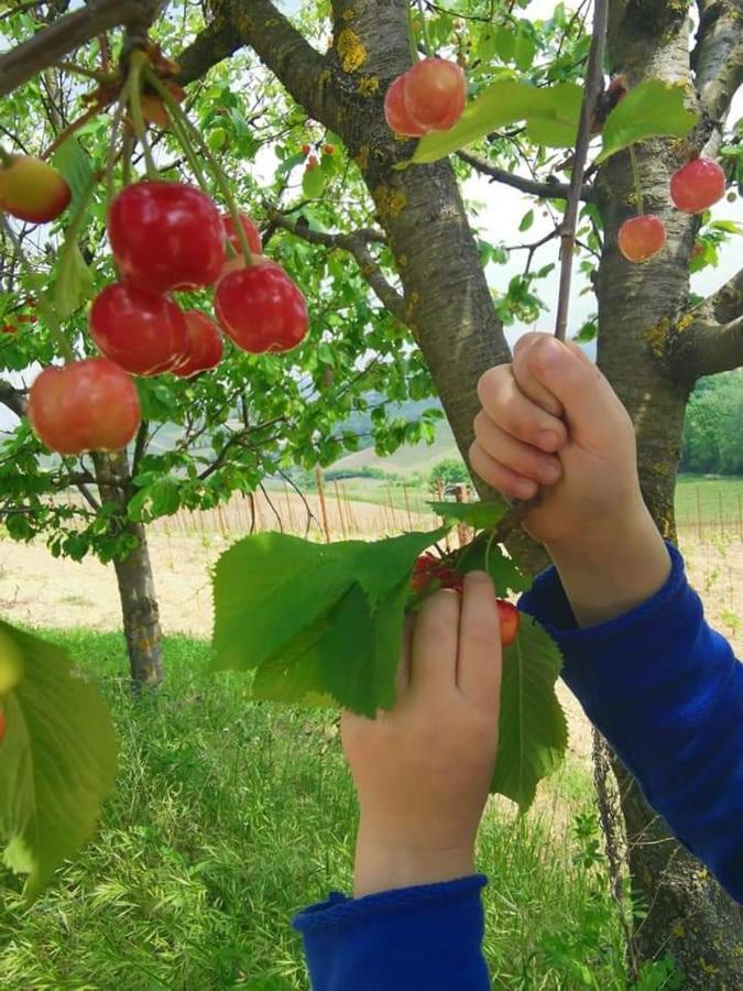 Cascina Valtignosa Camere Con Vigna Cassine Dış mekan fotoğraf