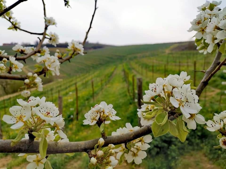 Cascina Valtignosa Camere Con Vigna Cassine Dış mekan fotoğraf