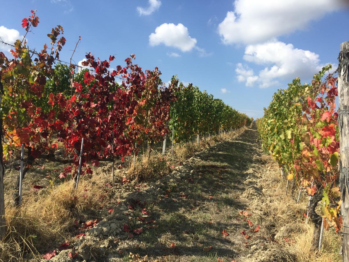 Cascina Valtignosa Camere Con Vigna Cassine Dış mekan fotoğraf